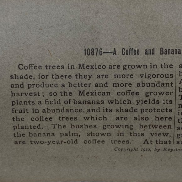 Antique 1900 Stereoview Photo Card Coffee Banana Hacienda Orizaba Mexico Keyston - Picture 5 of 8